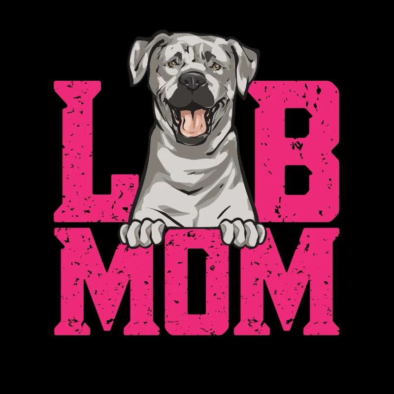 Silver Labrador Retriever Silver Lab