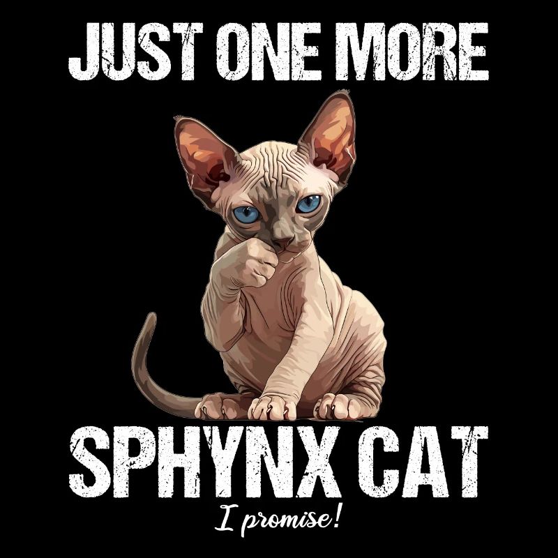 Chaton Sphynx Chat Sphynx