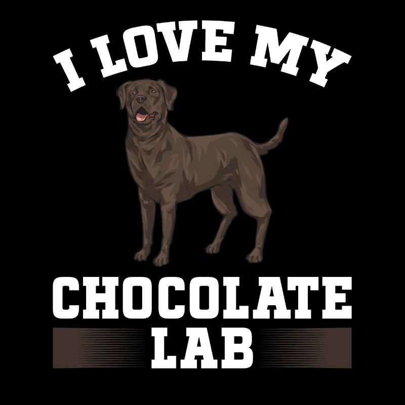 Chien Labrador Retriever brun chocolat