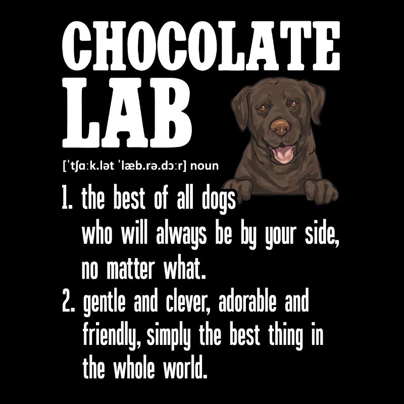 Schoko Brauner Labrador Retriever Hund