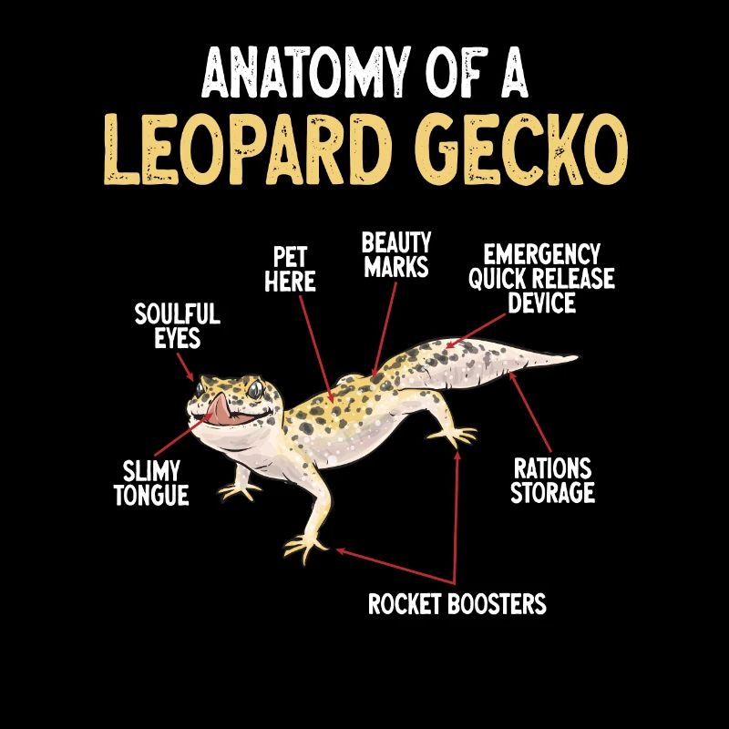 Leopardgecko Reptil Haustier Gecko
