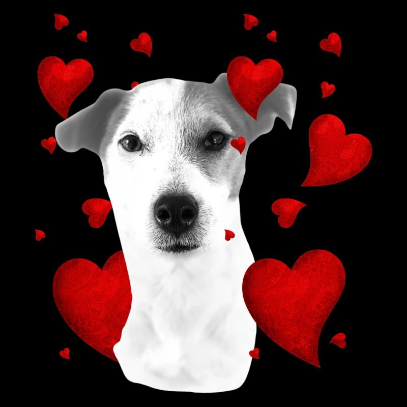 Jack Russell with hearts