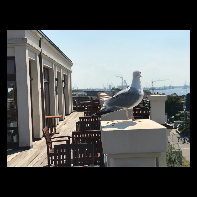 Möwenblick am Hafen Dachterrasse
