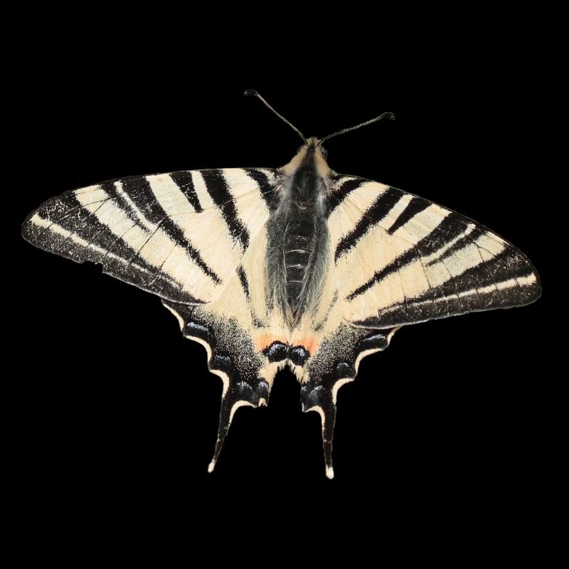 Papillon rare