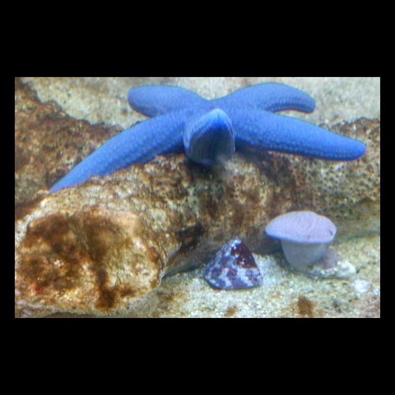 Blue Starfish