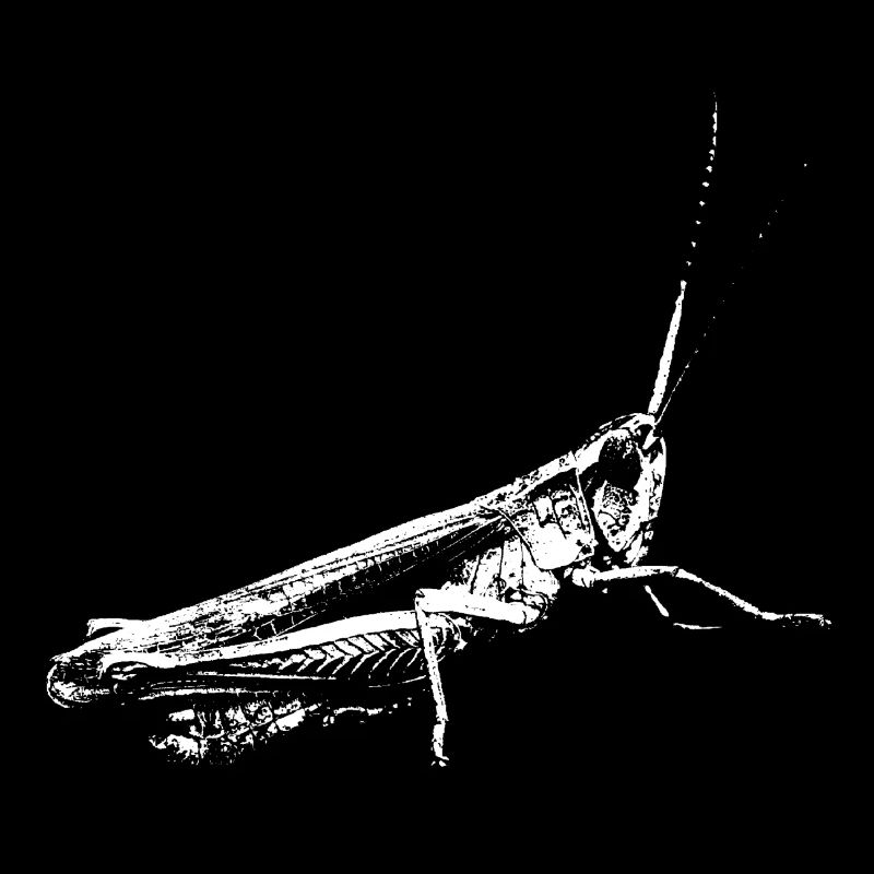 Sauterelle blanche / Sauterelle blanche / insectes