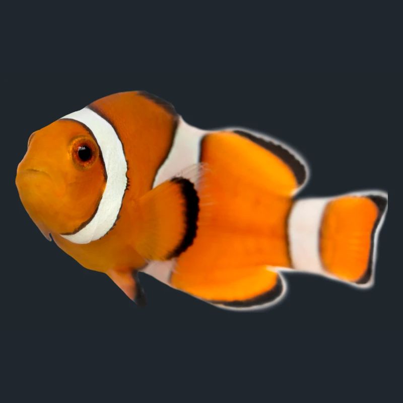 Poisson