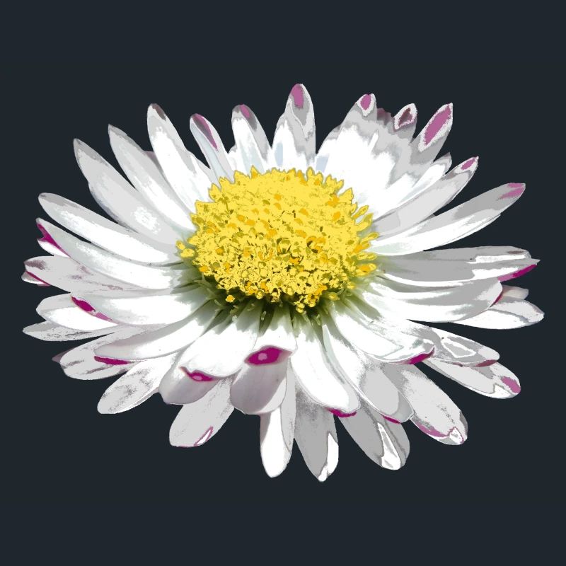 wundervolles Gänseblümchen, Daisy, Blume, Blüte