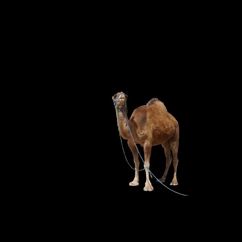 Kamel lustig Tier Dubai