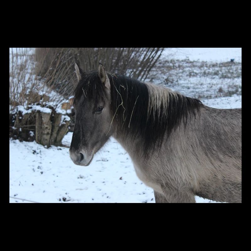 Affiche Cheval Cheval