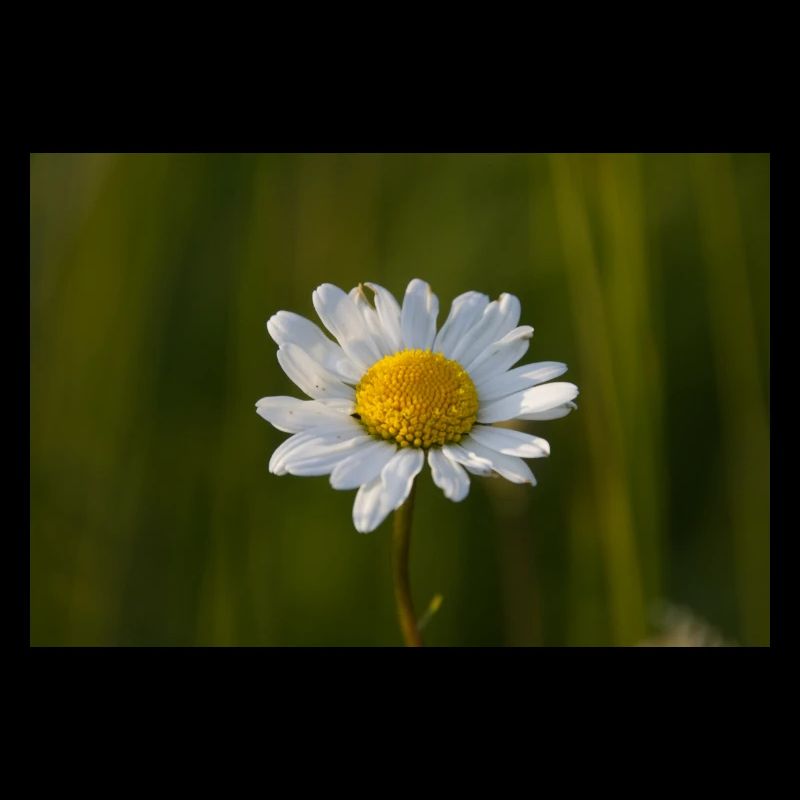 Margeriten Margerite Gänseblümchen