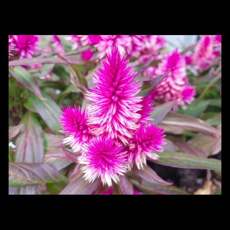 cockscomb also silver cock's Celosia argentea