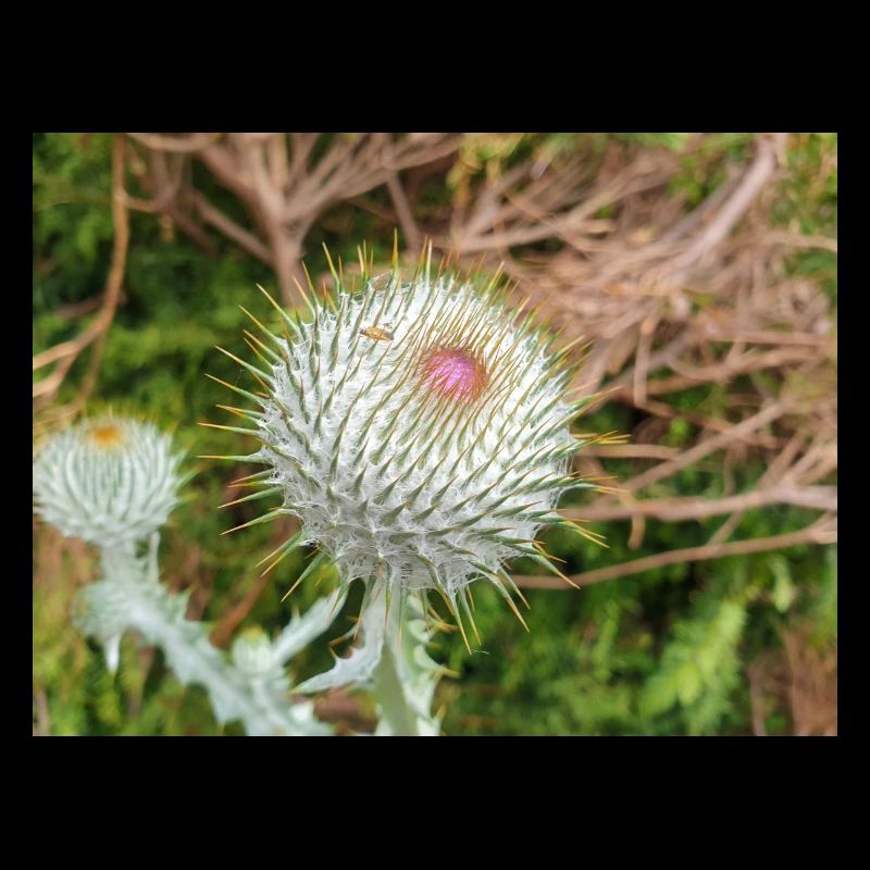 Scotch cotton thistle also woolly thistle
