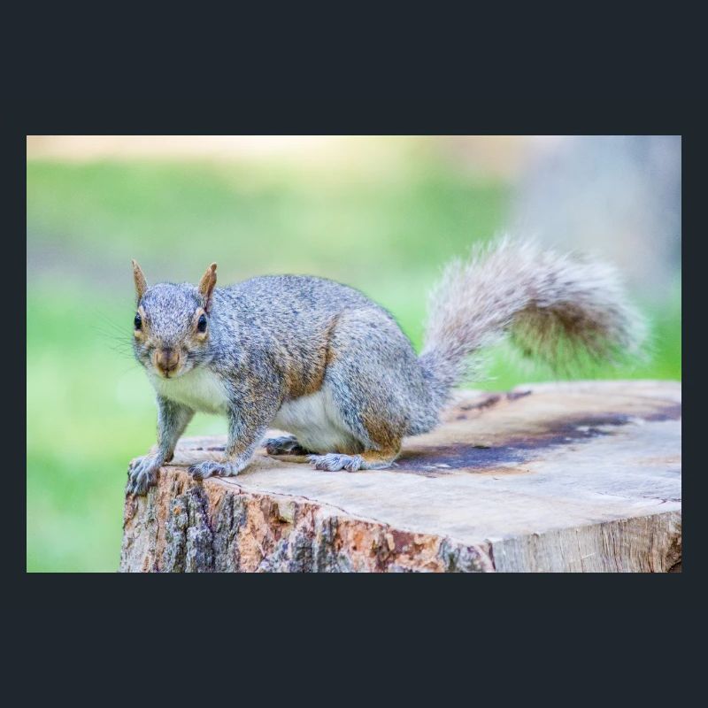 Écureuil gris Grauhörnchen Sciurus carolinensis