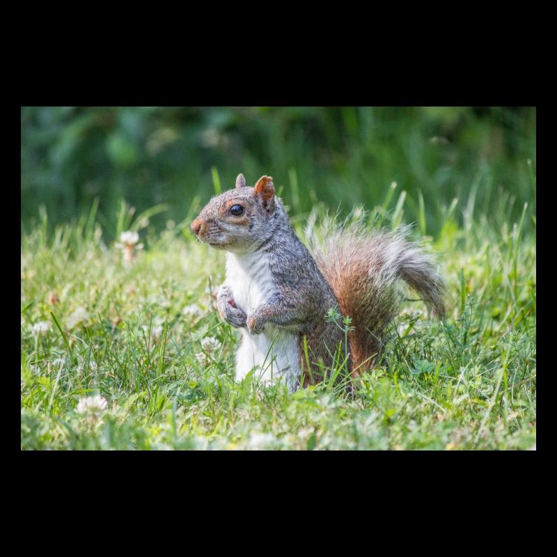 Standing grey squirrel (Sciurus carolinensis) grey