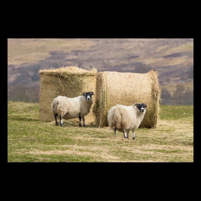 Schaf Ovis in Irland