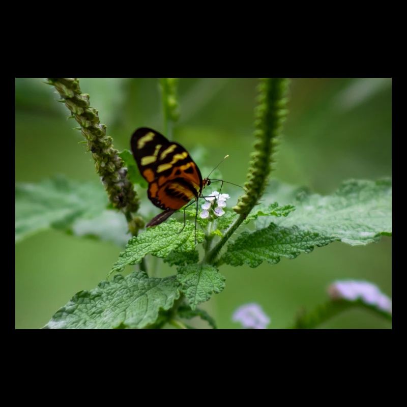 papillon