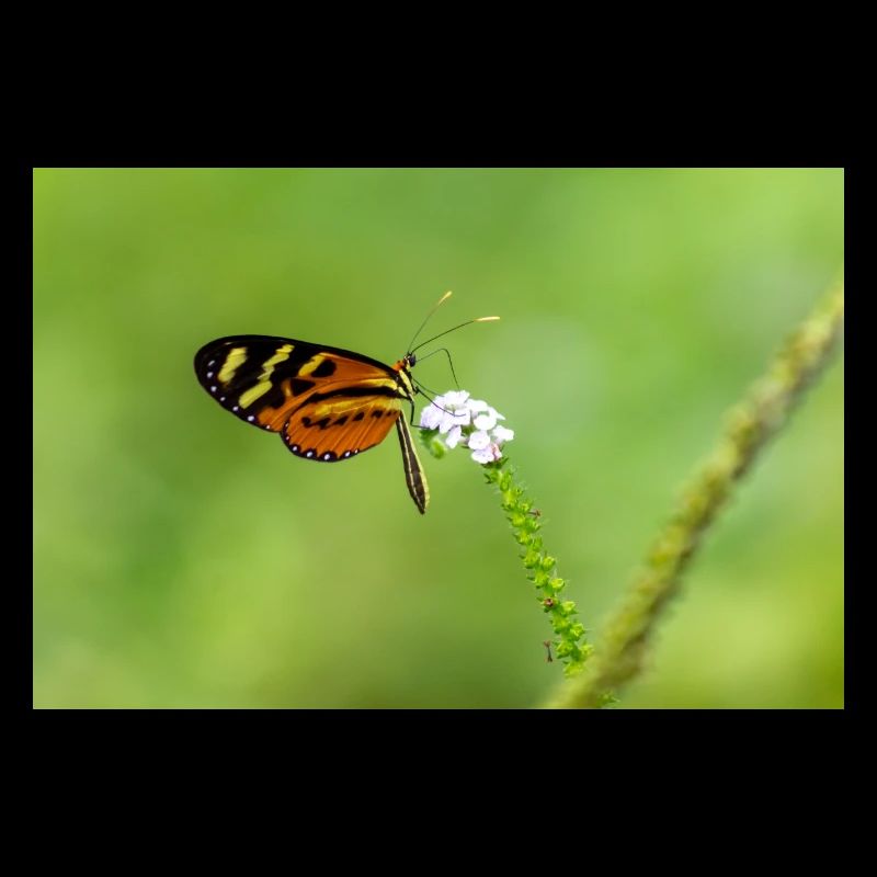 le papillon sur la fleur