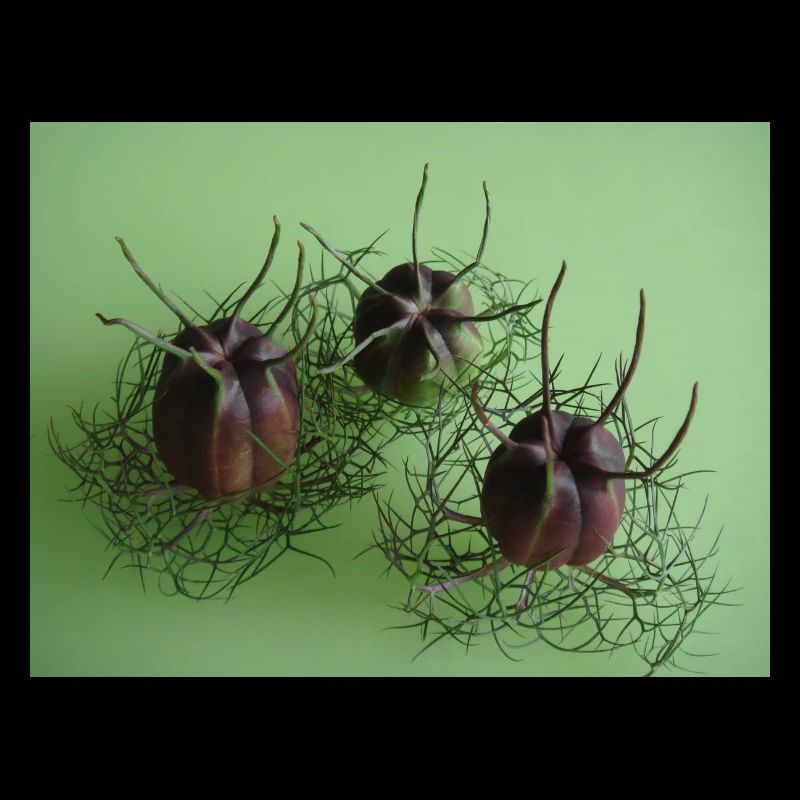 Black cumin capsules - healthy herbs ...