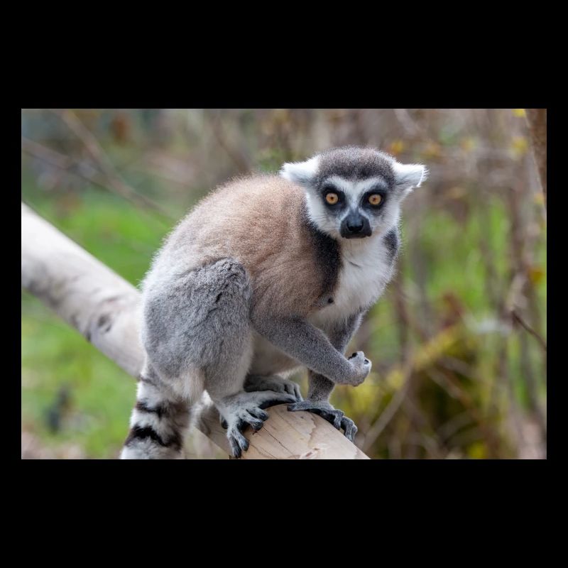 Kattas Lemur catta
