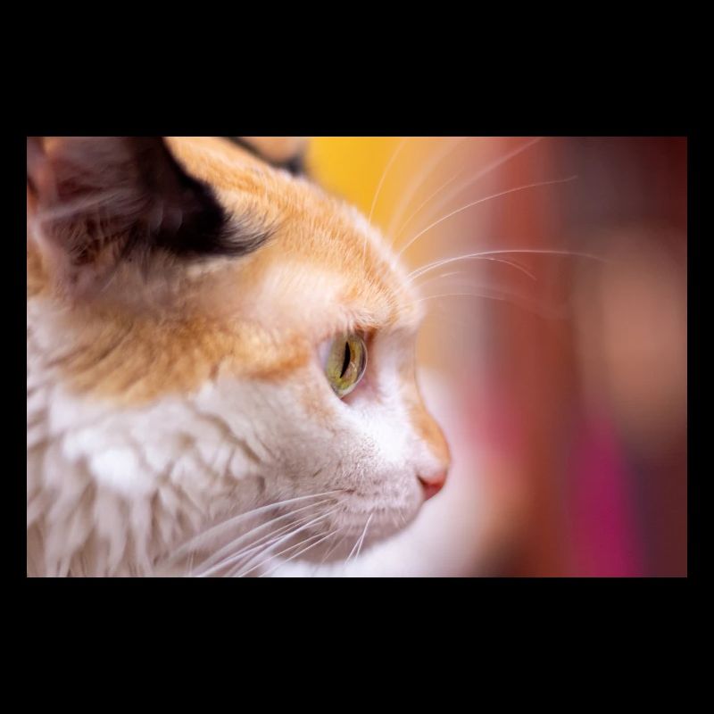 Cat's look