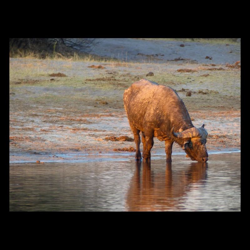 Paysage à la rivière Cubango avec le buffle du Cap