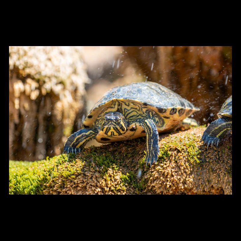 Yellow-bellied slider Trachemys scripta scripta