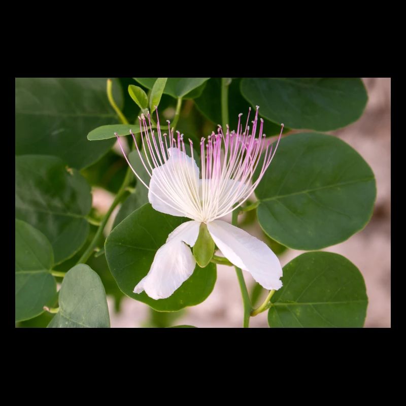 câpre aussi Flinders rose Capparis spinosa