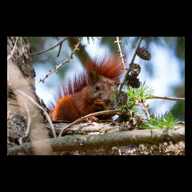 squirrel (in german Eichhörnchen) Sciurus