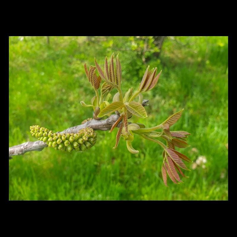 Persian walnut also common walnut Juglans regia
