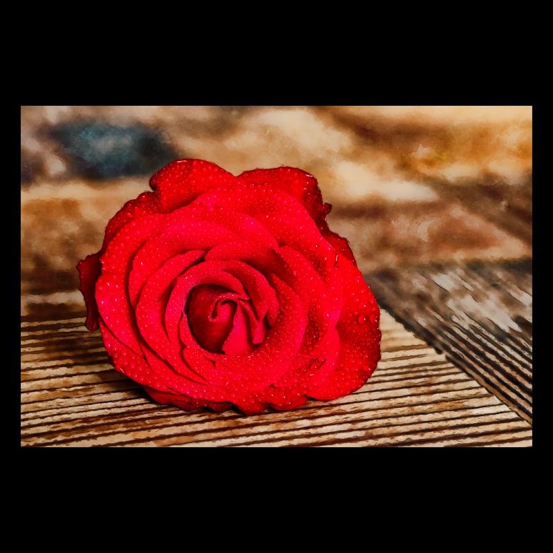 Rose rouge