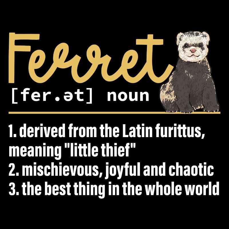 Furet, propriétaire de furet