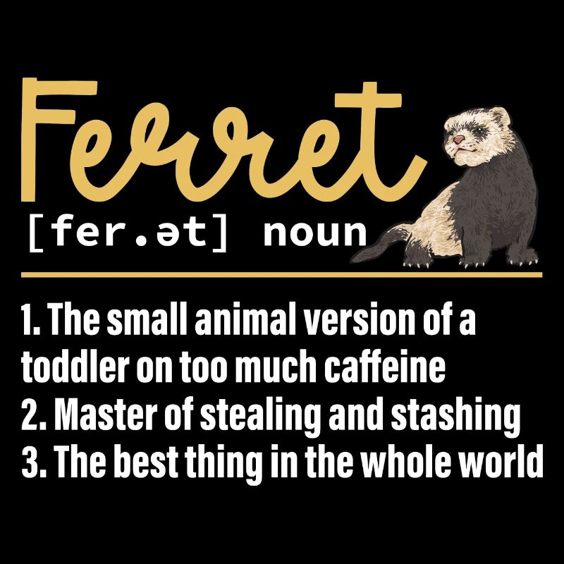 Furet, propriétaire de furet
