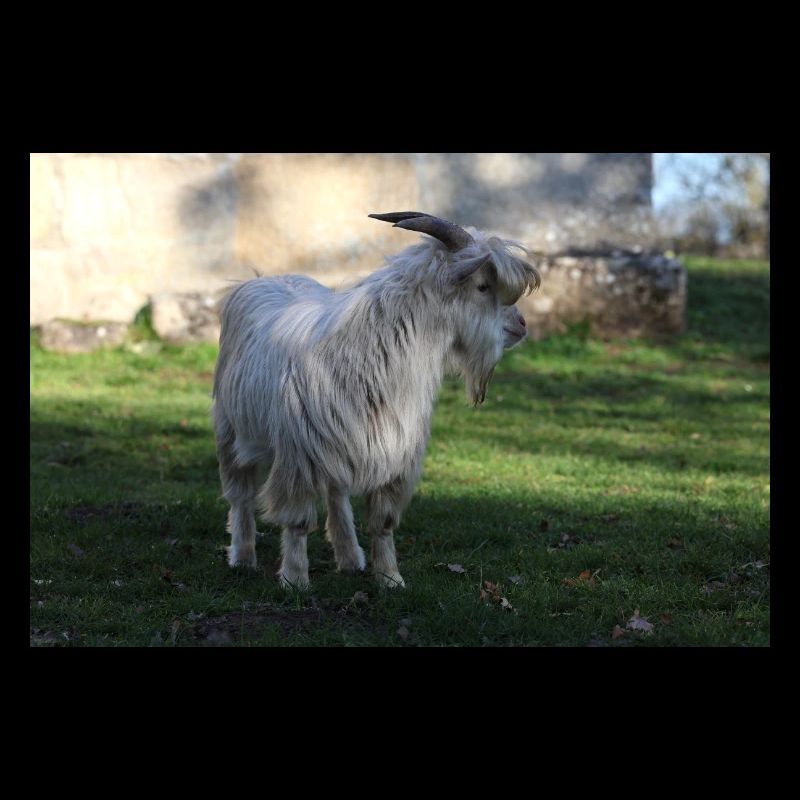 Wild Goat