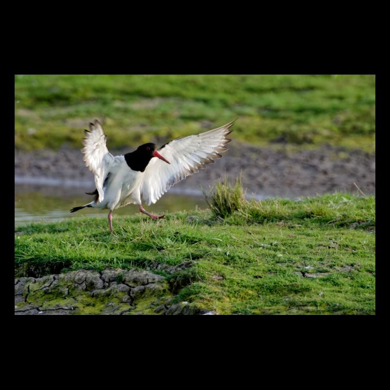 Oyster Catcher
