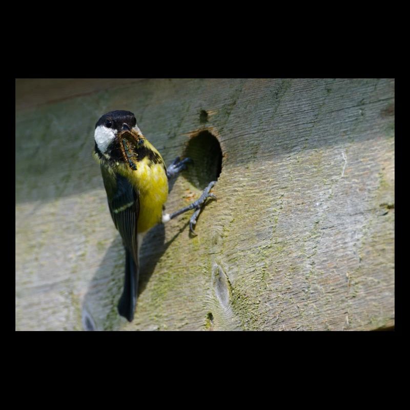 Great Tit Feeding Chicks