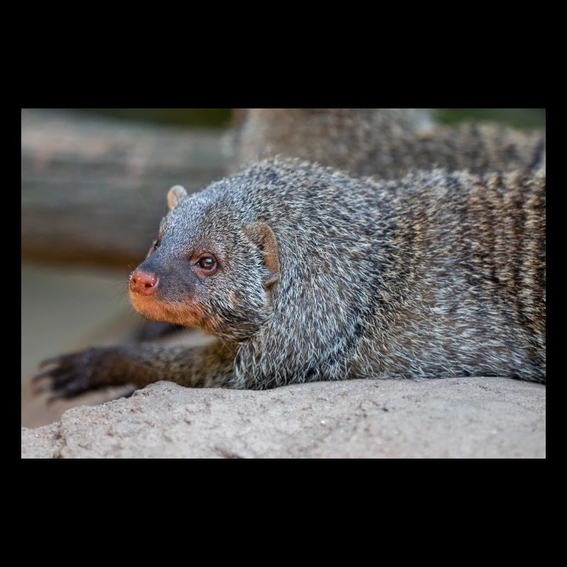 Banded Mongoose or Zebra Mongoose Zebramanguste