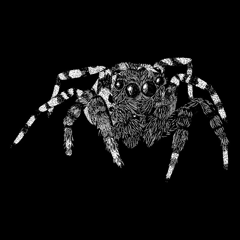 Araignée sauteuse Araignée mignonne Phidippus Arachnide