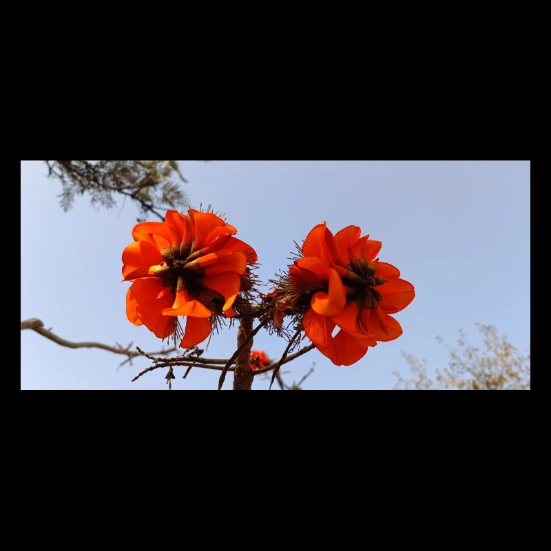 Fleurs canariennes