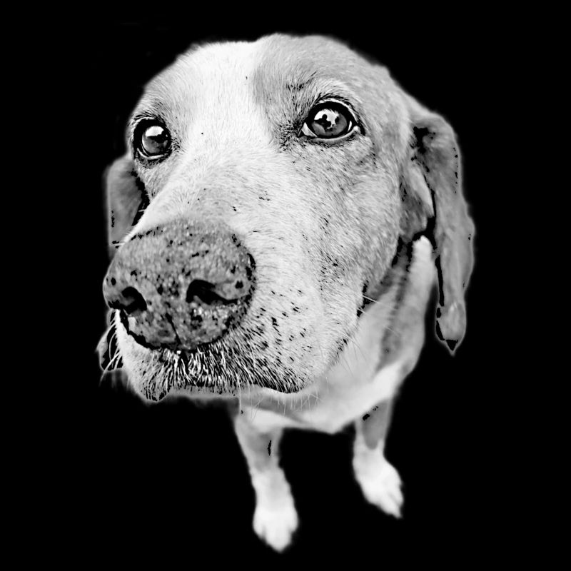 Doggy Nose
