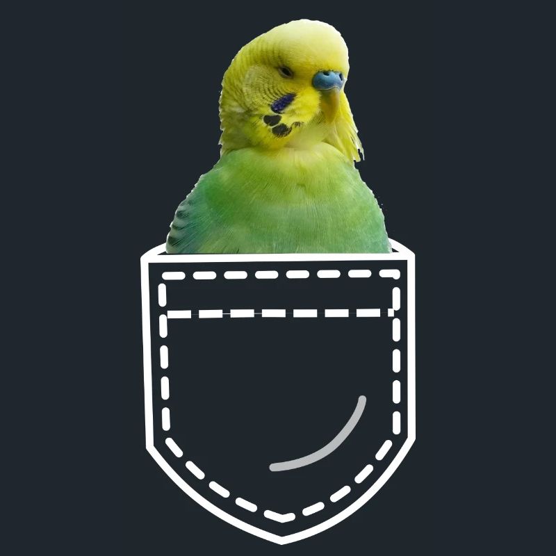 Bird budgie