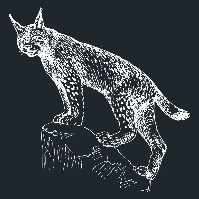 Lynx hand-drawn