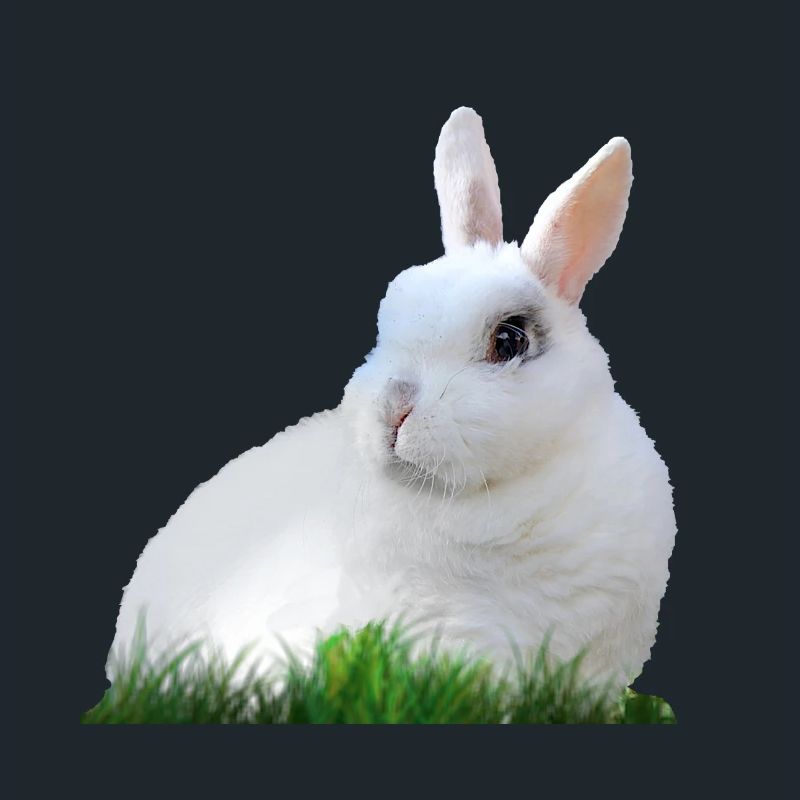 Rabbit Rabbit Easter Easter Animal Fauna