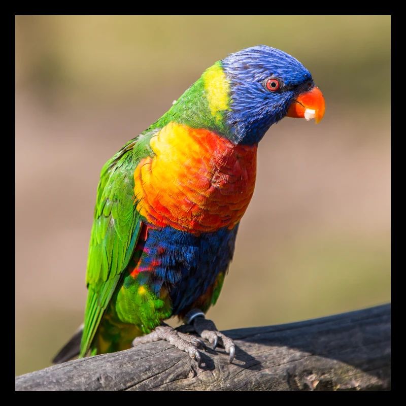 Regenbogenloris (Allfarblori, Trichoglossus)