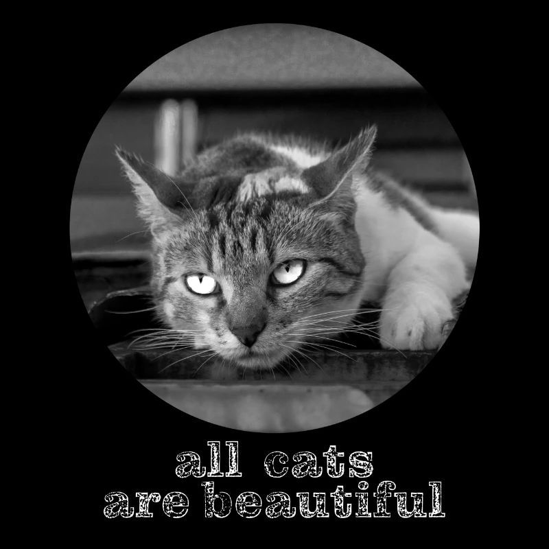 tous les chats sont beaux
