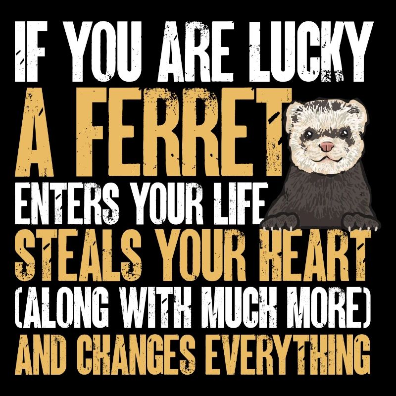 Furet, propriétaire de furet