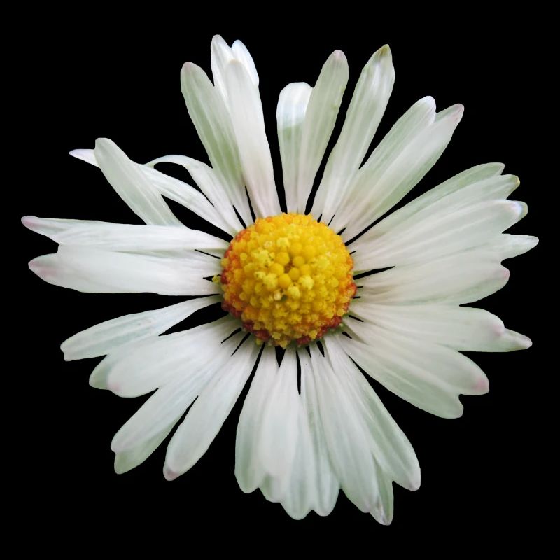 Margeriten Blume, Blüte, Gänseblümchen, floral