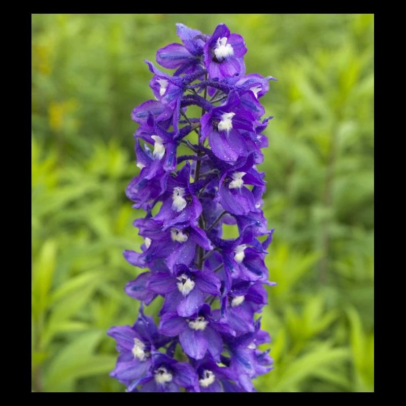 Mer virginale de fleurs dans le jardin