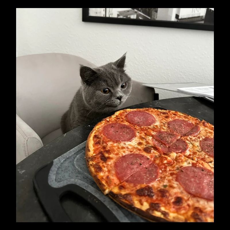 Katzenpizza-Träume