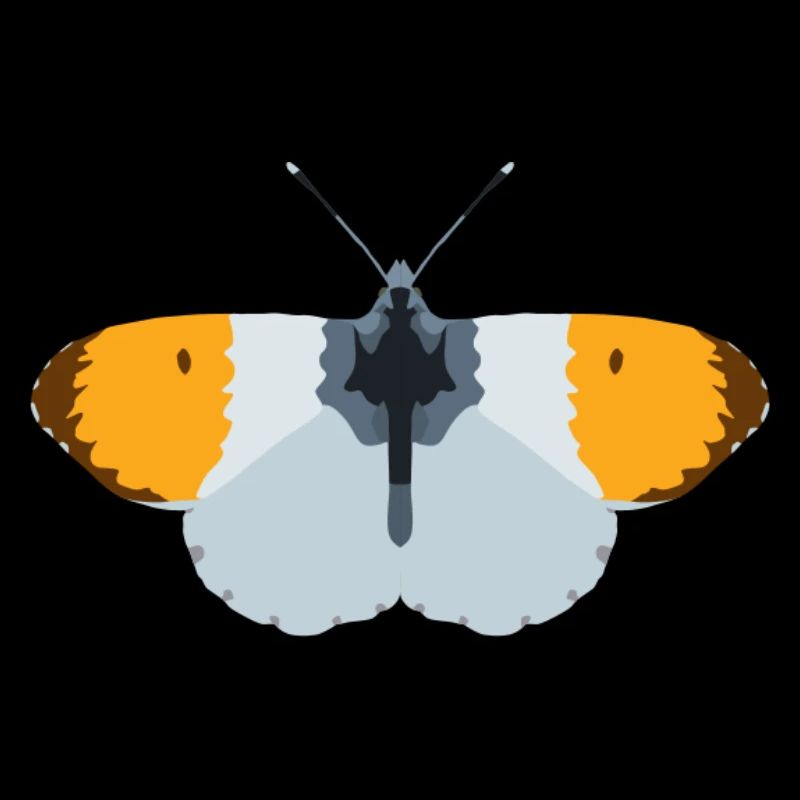 Papillons : Le papillon aurore